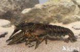 Spinycheek Crayfish (Orconectes limosus)