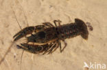 Spinycheek Crayfish (Orconectes limosus)