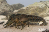 Spinycheek Crayfish (Orconectes limosus)