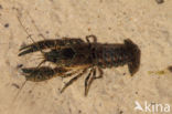 Spinycheek Crayfish (Orconectes limosus)