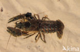 Spinycheek Crayfish (Orconectes limosus)