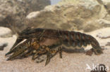 Spinycheek Crayfish (Orconectes limosus)