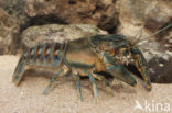 Spinycheek Crayfish (Orconectes limosus)