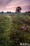 Cross-leaved Heather (Erica tetralix)