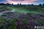 Cross-leaved Heather (Erica tetralix)