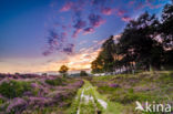 Cross-leaved Heather (Erica tetralix)