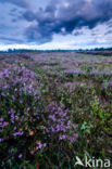 Cross-leaved Heather (Erica tetralix)