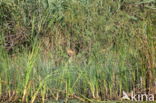 golden jackal (Canis aureus)