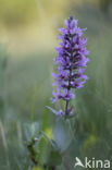 Purple Loosestrife (Lythrum salicaria)