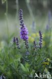 Purple Loosestrife (Lythrum salicaria)