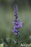 Purple Loosestrife (Lythrum salicaria)