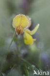 Gewone rolklaver (Lotus corniculatus)