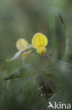 Common Birdsfoot-trefoil (Lotus corniculatus)