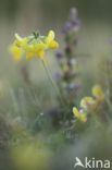 Gewone rolklaver (Lotus corniculatus)