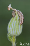 Gewone silene-uil (Hadena bicruris)