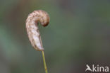 Gewone silene-uil (Hadena bicruris)