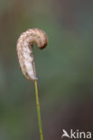 Gewone silene-uil (Hadena bicruris)