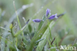 Common Milkwort (Polygala vulgaris)