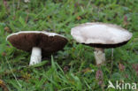Agaricus campester