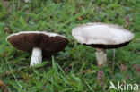 Gewone weidechampignon (Agaricus campester)