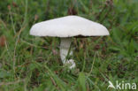 Gewone weidechampignon (Agaricus campester)