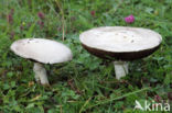 Gewone weidechampignon (Agaricus campester)