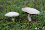 Gewone weidechampignon (Agaricus campester)