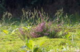 Springy Turf-moss (Rhytidiadelphus squarrosus)