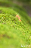 Springy Turf-moss (Rhytidiadelphus squarrosus)