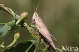 Large Gold Grasshopper (Chrysochraon dispar)