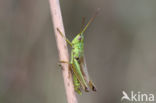 Large Gold Grasshopper (Chrysochraon dispar)