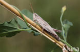 Gouden sprinkhaan (Chrysochraon dispar)