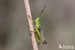 Large Gold Grasshopper (Chrysochraon dispar)