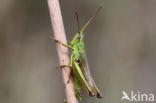 Gouden sprinkhaan (Chrysochraon dispar)