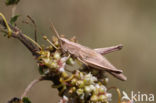 Large Gold Grasshopper (Chrysochraon dispar)