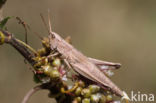 Gouden sprinkhaan (Chrysochraon dispar)