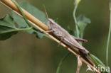 Large Gold Grasshopper (Chrysochraon dispar)