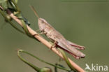 Large Gold Grasshopper (Chrysochraon dispar)