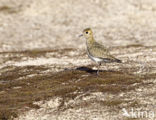 Golden Plover (Pluvialis apricaria)