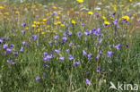 Grasklokje (Campanula rotundifolia)