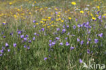 Grasklokje (Campanula rotundifolia)