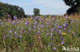 Harebell