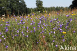 Grasklokje (Campanula rotundifolia)