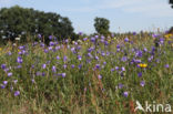 Grasklokje (Campanula rotundifolia)