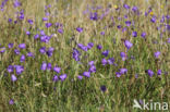 Grasklokje (Campanula rotundifolia)