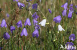 Grasklokje (Campanula rotundifolia)