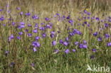 Harebell