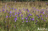 Grasklokje (Campanula rotundifolia)