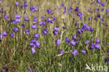 Grasklokje (Campanula rotundifolia)