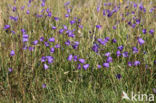 Grasklokje (Campanula rotundifolia)